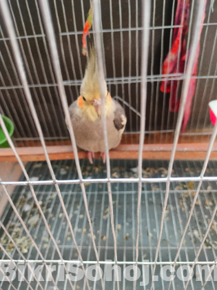 Cocateil bird